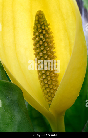 LYSICHITON AMERICANUS AGM SKUNK CABBAGE Stockfoto