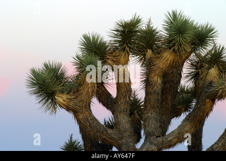 Joshua Bäume Silhouette gegen den Himmel bei Sonnenuntergang Joshua Tree Nationalpark Kalifornien Stockfoto