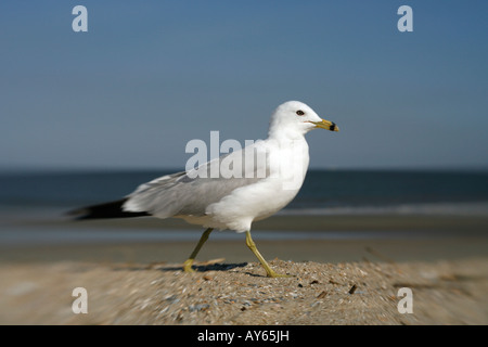 Ring-billed Möwe - mit Lensbaby verursacht soft-Fokus Stockfoto