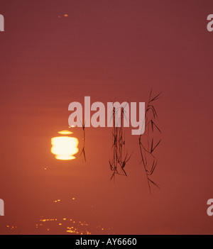 Sonnenuntergang spiegelt sich in ruhigem Wasserpflanzen Stockfoto