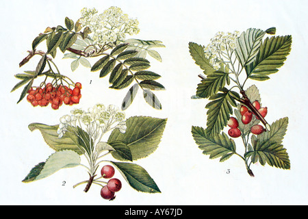 Sortierte Speierling (Sorbus sp.) Antike Darstellung. 1923. Stockfoto