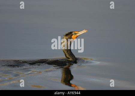 Doppelte crested Kormoran auf See Stockfoto