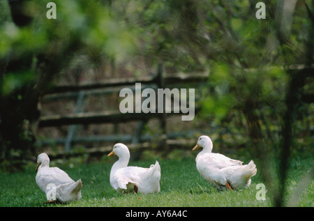 Drei Enten zu Fuß in einer Zeile Stockfoto