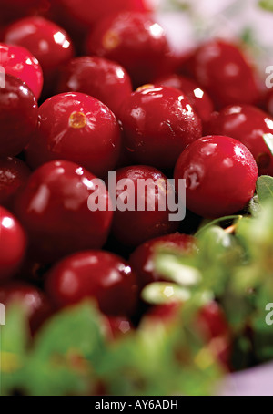 Preiselbeeren in einer Schüssel mit Stielen Stockfoto