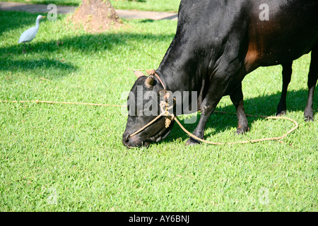 Vechoor Kuh, eine gefährdete Spezies Kuh gefunden in Kerala, Indien Stockfoto