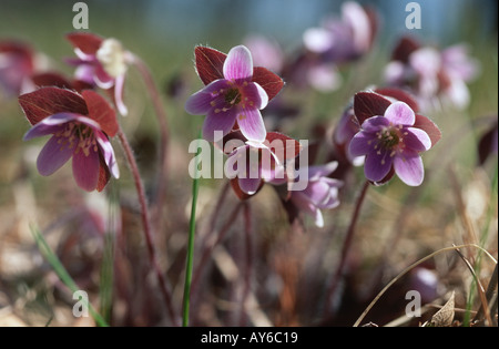 Runde gelappt Hepatica Americana April New Hampshire USA Stockfoto