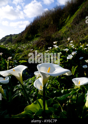 Die weiße Calla Lilie wächst reichlich an der Big Sur Küste von Kalifornien nahe Carmel am Pazifischen Ozean Stockfoto