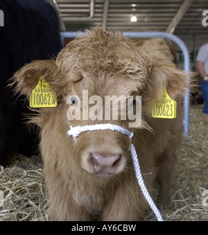 Royal Highland Show, Highland Kuh Kalb Stockfoto