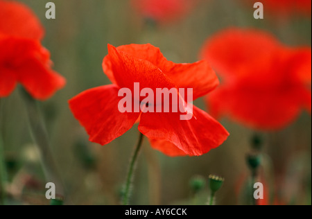 Rote Mohnblumen im Maisfeld. Stockfoto