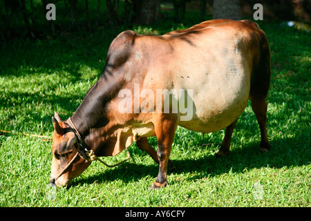 Vechoor Kuh, eine gefährdete Spezies Kuh gefunden in Kerala, Indien Stockfoto