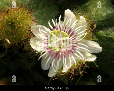 Kleine komplexe Blume wilder Zwerg stinkenden Passionflower (passiflora foetida) mit klebrigen Gewirr von verbrachte Blumen und Blätter als Hintergrund in der Gam Stockfoto