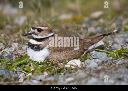 Killdeer sitzt auf einem nest Stockfoto