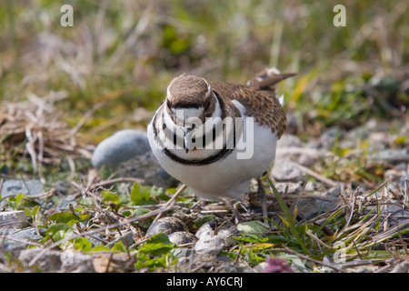 Verschachtelung Killdeer Stockfoto