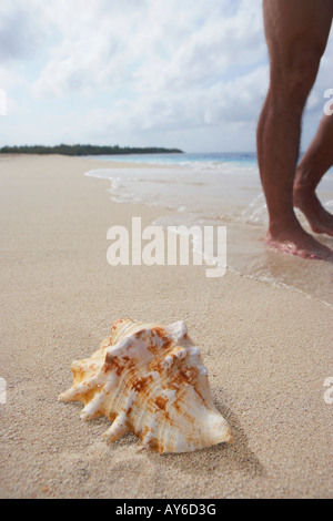 Muschel am Strand neben dem Mann die Füße Stockfoto