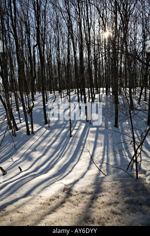 Sonne durch die Bäume in der Nähe von Orangeville, Ontario, Kanada Stockfoto