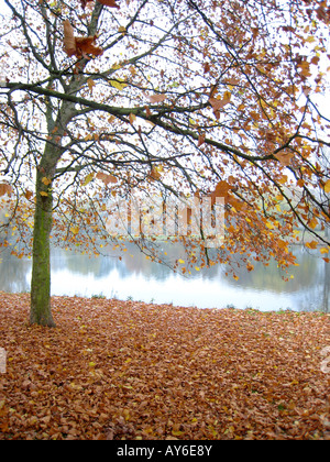 Ahornblättrige Platane von riverside Stockfoto