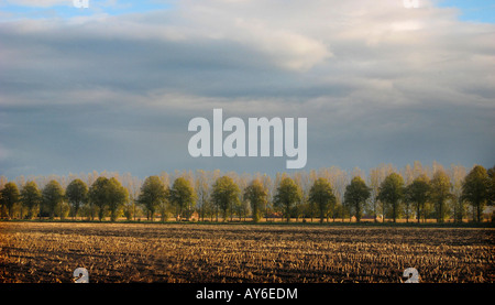 Baumreihe am Horizont in frühen Abend Stockfoto