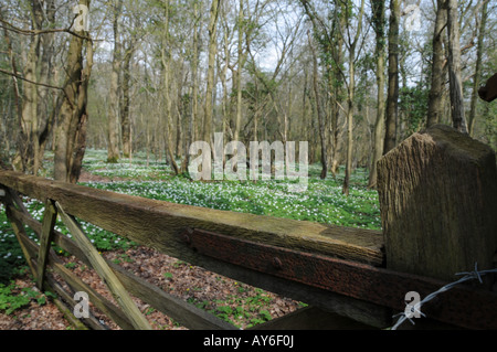 Tor in Wäldern mit Holz Anemonen, Teppichboden der Kuckuck-Trail, in der Nähe von Horam, East Sussex, UK Stockfoto