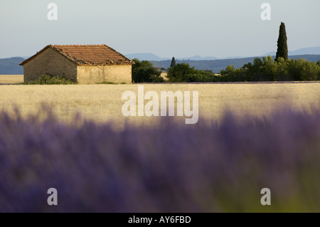 Bauernhaus in einem abgeernteten Weizenfeld, umgeben von Lavendelfeldern am Sommer, Valensole, Provence, Frankreich. Stockfoto