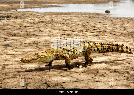 Nilkrokodil Crocodylus niloticus beim Spaziergang am Ufer des Sees der Heiligen Krokodile in Bazoulé, Burkina Faso Stockfoto