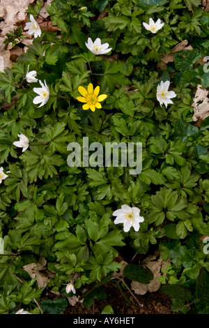 Buschwindröschen Anemone Nemorosa und kleinen Schöllkraut Ranunculus ficaria Stockfoto