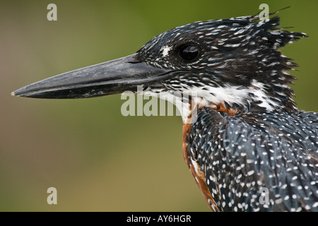 Riesiges Kingfisher Megaceryle maximus Stockfoto