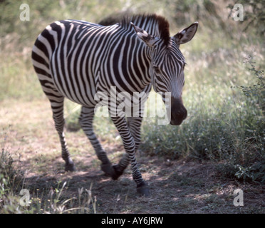 Zebra im Busch, Südprovinz, Republik von Sambia Stockfoto