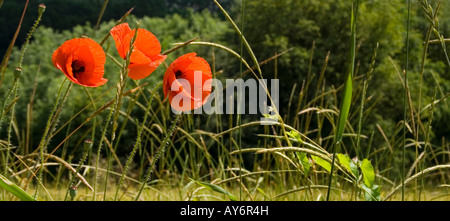 Mohnblumen im Feldrand Stockfoto