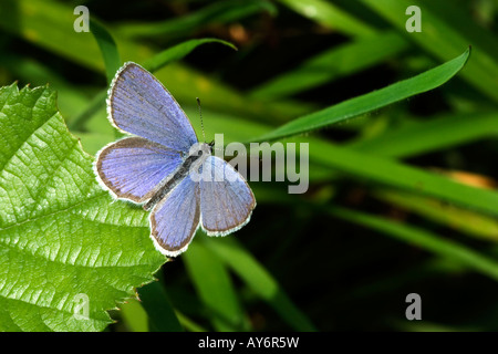 Kurzschwanz-blauer Schmetterling Everes argiades Stockfoto