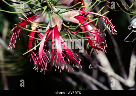 Brachland Clawflower/Netbush-Calothamnus Validus - Familie Myrtaceae Stockfoto