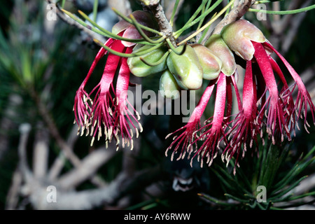 Brachland Clawflower/Netbush-Calothamnus Validus - Familie Myrtaceae Stockfoto