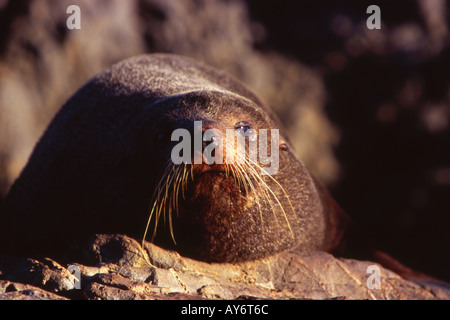 New Zealand Seebär Arctocephalus Forsteri Sinclair Kopf Nordinsel Neuseeland Stockfoto