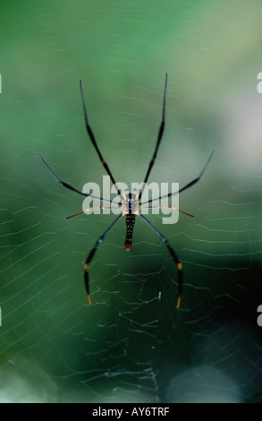 Spinne im web Stockfoto