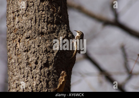 Braune Creeper Certhia Americana. Stockfoto