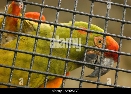 Ein grüner Papagei in einem Käfig im Zoo von Singapur Vogel Stockfoto