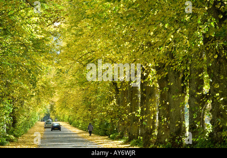 Eine Lindenallee führt an der Ostfront von Blair Castle (Atholl Estates), Perthshire, Pitlochry, Highlands, Schottland Stockfoto