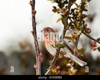 Eine männliche Haus Fink, Carpodacus mexicanus, Sitzstangen in angehende Baum im Frühling. Oklahoma, USA Stockfoto