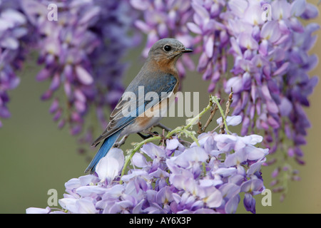 Weibliche östliche Bluebird thront im Glyzinien Blüten Stockfoto