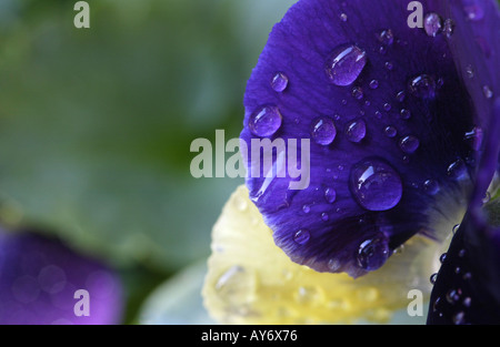 Regentropfen auf Blättern von Viola Stiefmütterchen Stockfoto