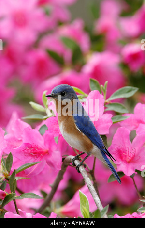 Östlichen Bluebird gehockt Azalee blüht - vertikal Stockfoto