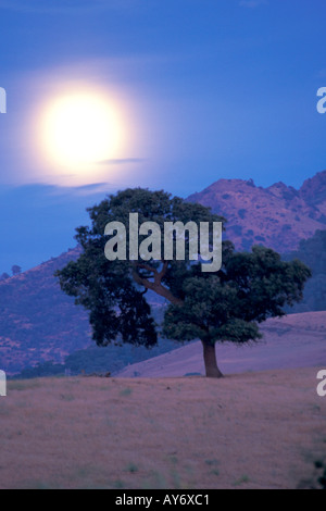 Eiche bei Sonnenuntergang mit Vollmond hinter Wolken in einem lila Himmel Glühen Stockfoto