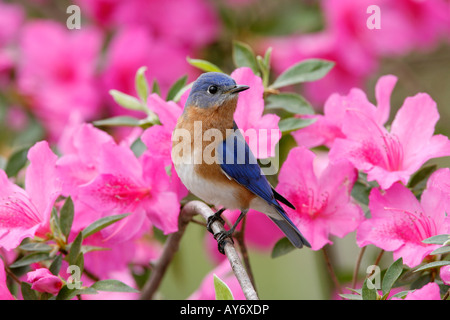 Östlichen Bluebird gehockt Azalee blüht Stockfoto