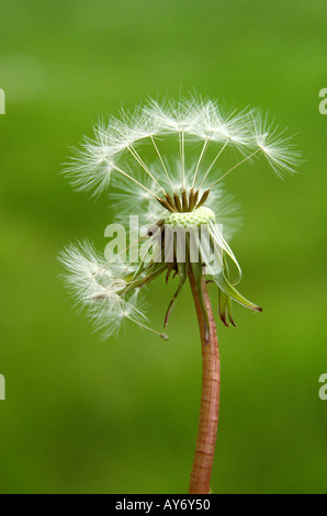 Pflanzen, wenige Samen auf Kopf Uhr Löwenzahn, Taraxacum officinale Stockfoto