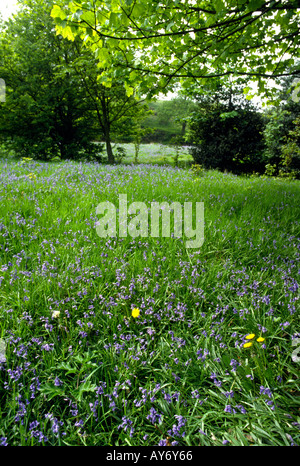 Cheshire Poynton Frühling Glockenblumen im Feld bei höheren Poynton Stockfoto