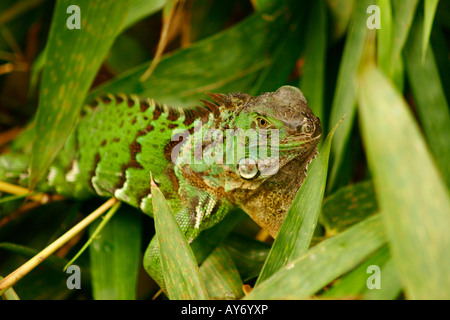 Grüner Leguan. Eine Gattung der Eidechse stammt aus den tropischen Gebieten Mittel- und Südamerika und der Karibik. Stockfoto