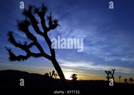 Joshua Tree Silhouette in Joshua Tree Nationalpark Kalifornien Stockfoto