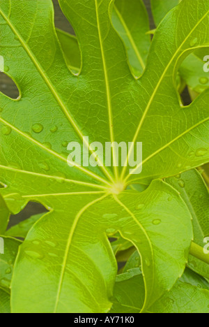Fatsia Japonica Leaf hautnah Stockfoto