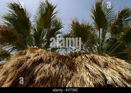 Fan Palmen Washingtonia Filifera im Joshua Tree Nationalpark Kalifornien Stockfoto