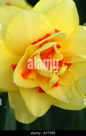 Gelb und Orange Narzissen auf hölzernen Schuhfirma in Woodburn Oregon Bulb Stockfoto