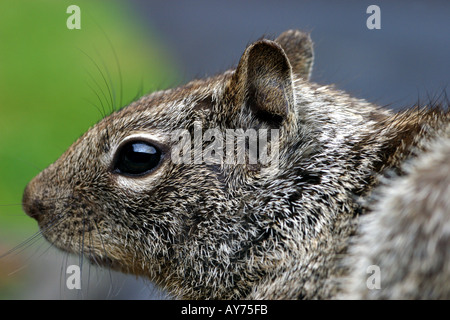 California Grundeichhörnchen Citellus beecheyi Stockfoto